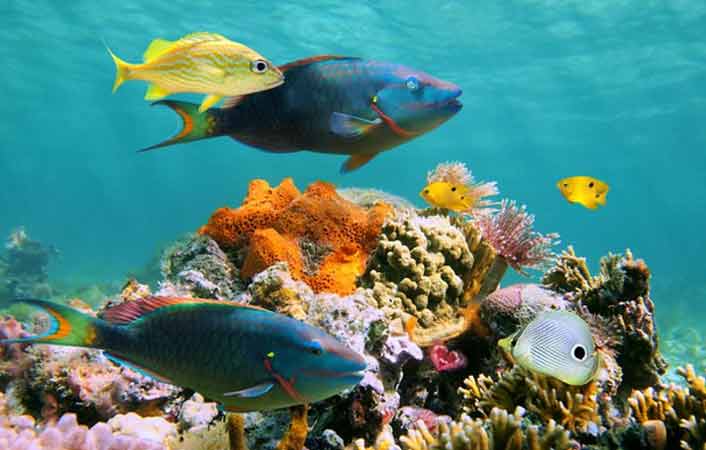 cheap flights from Chicago to Cozumel, Mexico